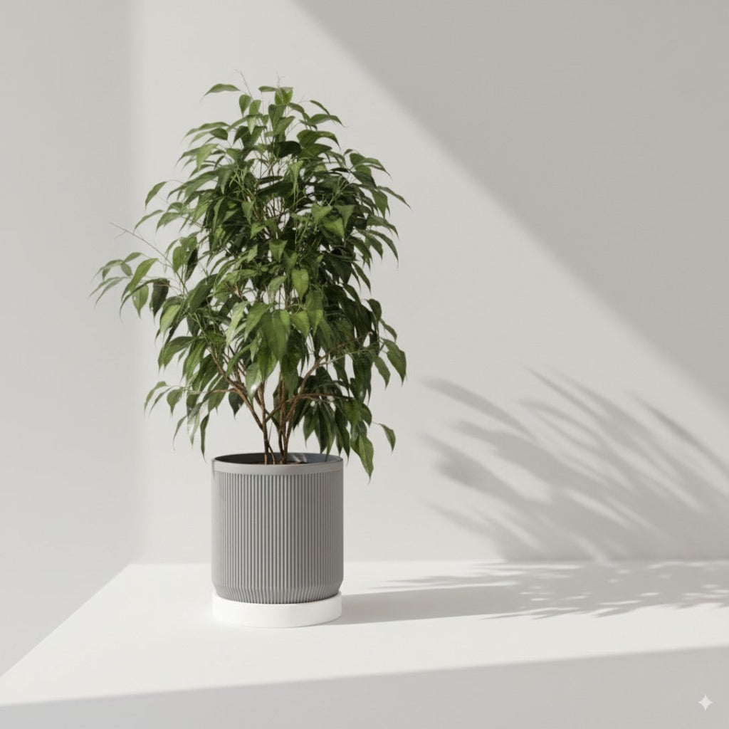 Modern Ribbed Planter with Tray – Dual Color