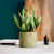Modern Minimalist Planter – Classic & Premium Matte Finishes