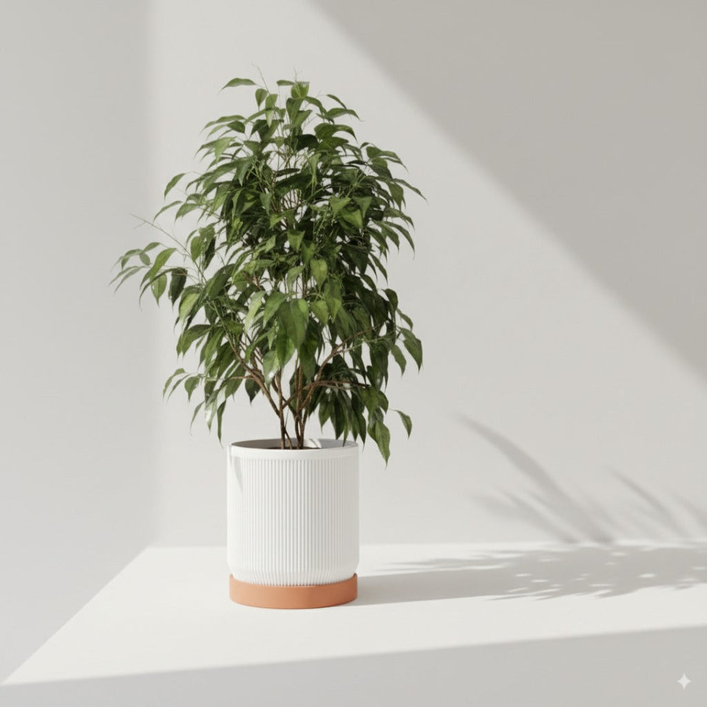 Modern Ribbed Planter with Tray – Dual Color